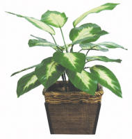 人工観葉植物 ディフェンバキア