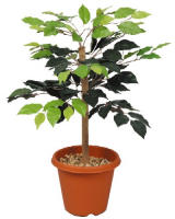 人工観葉植物 ベンジャミン